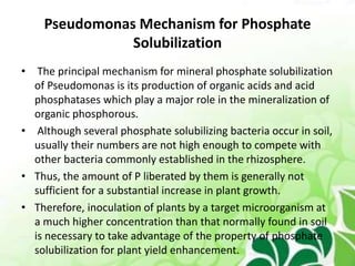 Pseudomonas Mechanism for Phosphate
Solubilization
• The principal mechanism for mineral phosphate solubilization
of Pseudomonas is its production of organic acids and acid
phosphatases which play a major role in the mineralization of
organic phosphorous.
• Although several phosphate solubilizing bacteria occur in soil,
usually their numbers are not high enough to compete with
other bacteria commonly established in the rhizosphere.
• Thus, the amount of P liberated by them is generally not
sufficient for a substantial increase in plant growth.
• Therefore, inoculation of plants by a target microorganism at
a much higher concentration than that normally found in soil
is necessary to take advantage of the property of phosphate
solubilization for plant yield enhancement.
 