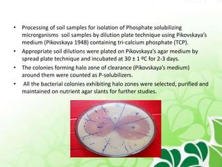 • Processing of soil samples for isolation of Phosphate solubilizing
microrganisms soil samples by dilution plate technique using Pikovskaya’s
medium (Pikovskaya 1948) containing tri-calcium phosphate (TCP).
• Appropriate soil dilutions were plated on Pikovskaya’s agar medium by
spread plate technique and incubated at 30 ± 1 ºC for 2-3 days.
• The colonies forming halo zone of clearance (Pikovskaya’s medium)
around them were counted as P-solubilizers.
• All the bacterial colonies exhibiting halo zones were selected, purified and
maintained on nutrient agar slants for further studies.
 