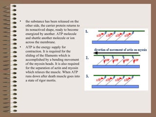 the substance has been released on the other side, the carrier protein returns to its nonactived shape, ready to become energized by another. ATP molecule and shuttle another molecule or ion across the membrane. ATP is the energy supply for contraction. It is required for the sliding of the filaments which is accomplished by a bending movement of the myosin heads. It is also required for the separation of actin and myosin which relaxes the muscle. When ATP runs down after death muscle goes into a state of rigor mortis. 