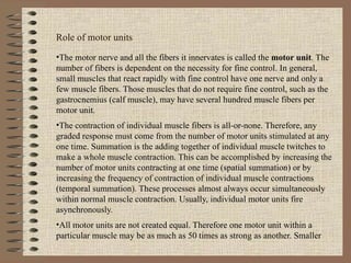 Role of motor units The motor nerve and all the fibers it innervates is called the  motor unit . The number of fibers is dependent on the necessity for fine control. In general, small muscles that react rapidly with fine control have one nerve and only a  few muscle fibers. Those muscles that do not require fine control, such as the gastrocnemius (calf muscle), may have several hundred muscle fibers per motor unit. The contraction of individual muscle fibers is all-or-none. Therefore, any graded response must come from the number of motor units stimulated at any one time. Summation is the adding together of individual muscle twitches to make a whole muscle contraction. This can be accomplished by increasing the number of motor units contracting at one time (spatial summation) or by increasing the frequency of contraction of individual muscle contractions (temporal summation). These processes almost always occur simultaneously within normal muscle contraction. Usually, individual motor units fire asynchronously. All motor units are not created equal. Therefore one motor unit within a particular muscle may be as much as 50 times as strong as another. Smaller 