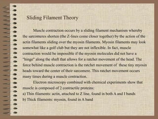 Sliding Filament Theory Muscle contraction occurs by a sliding filament mechanism whereby the sarcomeres shorten (the Z-lines come closer together) by the action of the actin filaments sliding over the myosin filaments. Myosin filaments may look somewhat like a golf club but they are not inflexible. In fact, muscle contraction would be impossible if the myosin molecules did not have a &quot;hinge&quot; along the shaft that allows for a ratchet movement of the head. The force behind muscle contraction is the ratchet movement of  these tiny myosin heads toward the center of their sarcomere. This ratchet movement occurs many times during a muscle contraction. Electron microscopy combined with chemical experiments show that muscle is composed of 2 contractile proteins:  a) Thin filaments: actin, attached to Z line, found in both A and I bands  b) Thick filaments: myosin, found in A band  