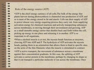 Role of the energy source (ATP) ATP is the chief energy currency of all cells.The bulk of the energy that plants harvest during photosynthesis is channeled into production of ATP, and so is most of the energy stored in fat and starch. Cells use their supply of ATP to power almost very energy-requiring process they carry out, from supplying activation energy for chemical reactions and actively transporting substances across membranes, to moving through their environment and growing. ATP as a small unstable energy carrier that shuttles back and forth within the cell, picking up energy in one place and releasing it in another. ATP is so important in all organisms. When a skeletal muscle is at rest, the myosin heads function as enzymes, cleaving ATP into ADP and P. The hydrolysis of ATP activates the myosin heads, putting them in an orientation that allows them to bind to specific sites on the actin of the thin filaments when the muscle is stimulated to contract. ATP is active transport, the movement of substances across a membrane against their concentration gradients. In this case, the splitting of ATP activates a carrier protein in the membrane, perhaps by changing its shape so that it can transport a particular molecule or ion across the membrane. Once 