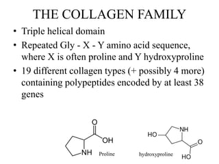 THE COLLAGEN FAMILY
• Triple helical domain
• Repeated Gly - X - Y amino acid sequence,
where X is often proline and Y hydroxyproline
• 19 different collagen types (+ possibly 4 more)
containing polypeptides encoded by at least 38
genes
Proline hydroxyproline
 