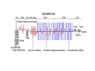 The Extracellular matrix 