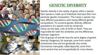 GENETIC DIVERSITY
Genetic diversity is the variety of genes within a species.
Each species is made up of individuals that have their own
particular genetic composition. This means a species may
have different populations, each having different genetic
compositions. To conserve genetic diversity, different
populations of a species must be conserved.
Genes are the basic units of all life on Earth. They are
responsible for both the similarities and the differences
between organisms.
Not all groups of animals have the same degree of genetic
diversity. Kangaroos, for example, come from recent
evolutionary lines and are genetically very similar.
Carnivorous marsupials, called dasyurids, come from
more ancient lines and are genetically far more diverse.
 