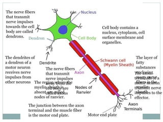 Motor end plate
Dendron
Cell body contains a
nucleus, cytoplasm, cell
surface membrane and
organelles.
The nerve fibers
that transmit
nerve impulses
towards the cell
body are called
dendrons.
The dendrites of
a dendron of a
motor neuron
receives nerve
impulses from
other neurons
The nerve fibers
that transmit
nerve impulses
away from the
cell body are
called axons
The layer of
fatty
substances
enclosing
many nerve
fibers is the
myelin
sheath.
The region where the
myelin sheath is
absent are called
nodes of ranvier.
The axon
terminals of a
motor neuron
transmit nerve
impulses to the
effector.
The junction between the axon
terminal and the muscle fiber
is the motor end plate.
 