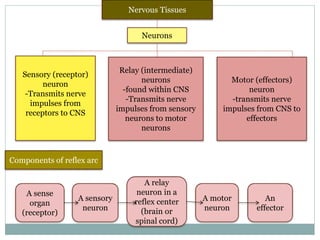 Nervous Tissues
Neurons
Sensory (receptor)
neuron
-Transmits nerve
impulses from
receptors to CNS
Relay (intermediate)
neurons
-found within CNS
-Transmits nerve
impulses from sensory
neurons to motor
neurons
Motor (effectors)
neuron
-transmits nerve
impulses from CNS to
effectors
Components of reflex arc
A sense
organ
(receptor)
A sensory
neuron
A relay
neuron in a
reflex center
(brain or
spinal cord)
A motor
neuron
An
effector
 