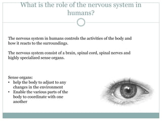 What is the role of the nervous system in
humans?
The nervous system in humans controls the activities of the body and
how it reacts to the surroundings.
The nervous system consist of a brain, spinal cord, spinal nerves and
highly specialized sense organs.
Sense organs:
• help the body to adjust to any
changes in the environment
• Enable the various parts of the
body to coordinate with one
another
 