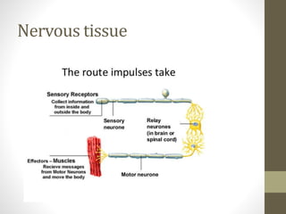 Nervous tissue
 