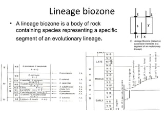 Lineage biozone
• A lineage biozone is a body of rock 
  containing species representing a specific 
  segment of an evolutionary lineage.
 