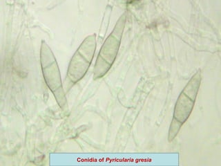 Conidia of Pyricularia gresia
 