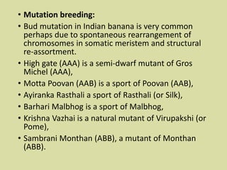 • Mutation breeding:
• Bud mutation in Indian banana is very common
perhaps due to spontaneous rearrangement of
chromosomes in somatic meristem and structural
re-assortment.
• High gate (AAA) is a semi-dwarf mutant of Gros
Michel (AAA),
• Motta Poovan (AAB) is a sport of Poovan (AAB),
• Ayiranka Rasthali a sport of Rasthali (or Silk),
• Barhari Malbhog is a sport of Malbhog,
• Krishna Vazhai is a natural mutant of Virupakshi (or
Pome),
• Sambrani Monthan (ABB), a mutant of Monthan
(ABB).
 