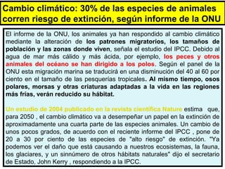 Cambio climático: 30% de las especies de animales
corren riesgo de extinción, según informe de la ONU
El informe de la ONU, los animales ya han respondido al cambio climático
mediante la alteración de los patrones migratorios, los tamaños de
población y las zonas donde viven, señala el estudio del IPCC. Debido al
agua de mar más cálido y más ácida, por ejemplo, los peces y otros
animales del océano se han dirigido a los polos. Según el panel de la
ONU esta migración marina se traducirá en una disminución del 40 al 60 por
ciento en el tamaño de las pesquerías tropicales. Al mismo tiempo, osos
polares, morsas y otras criaturas adaptadas a la vida en las regiones
más frías, verán reducido su hábitat.
Un estudio de 2004 publicado en la revista científica Nature estima que,
para 2050 , el cambio climático va a desempeñar un papel en la extinción de
aproximadamente una cuarta parte de las especies animales. Un cambio de
unos pocos grados, de acuerdo con el reciente informe del IPCC , pone de
20 a 30 por ciento de las especies de "alto riesgo" de extinción. "Ya
podemos ver el daño que está causando a nuestros ecosistemas, la fauna,
los glaciares, y un sinnúmero de otros hábitats naturales" dijo el secretario
de Estado, John Kerry , respondiendo a la IPCC.
 