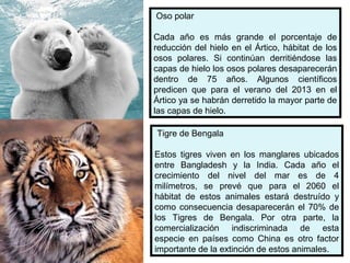 Oso polar
Cada año es más grande el porcentaje de
reducción del hielo en el Ártico, hábitat de los
osos polares. Si continúan derritiéndose las
capas de hielo los osos polares desaparecerán
dentro de 75 años. Algunos científicos
predicen que para el verano del 2013 en el
Ártico ya se habrán derretido la mayor parte de
las capas de hielo.
Tigre de Bengala
Estos tigres viven en los manglares ubicados
entre Bangladesh y la India. Cada año el
crecimiento del nivel del mar es de 4
milímetros, se prevé que para el 2060 el
hábitat de estos animales estará destruído y
como consecuencia desaparecerán el 70% de
los Tigres de Bengala. Por otra parte, la
comercialización indiscriminada de esta
especie en países como China es otro factor
importante de la extinción de estos animales.
 