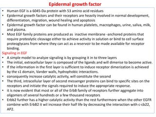 Epidermal growth factor
• Human EGF is a 6045-Da protein with 53 amino acid residues
• Epidermal growth factors and their receptors are heavily involved in normal development,
differentiation, migration, wound healing and apoptosis
• Epidermal growth factor can be found in human platelets, macrophages, urine, saliva, milk,
and plasma.
• Most EGF family proteins are produced as inactive membrane -anchored proteins that
require proteolytic cleavage either to achieve activity in solution or bind to cell surface
proteoglycans from where they can act as a reservoir to be made available for receptor
binding.
Signaling in EGF
• A simple model to analyze signaling is by grouping it in to three layers
• The initial, extracellular layer is composed of the ligands and will dimerise to become active.
• If the information in the first layer is sufficient to induce receptor dimerization is achieved
by the s1 domain, Vander walls, hydrophobic interactions.
• consequently increase catalytic activity, will constitute the second
• The third, intracellular layer of second messenger proteins can bind to specific sites on the
receptors and initiate the signals required to induce the appropriate response.
• it is now evident that most or all of the ErbB family of receptors further aggregate into
oligomers of several hundreds or a few thousand receptors
• Erbb2 further has a higher catalytic activity than the rest furthermore when the other EGFR
combine with ErbB2 it wil increase their half life by decreasing the interaction with c-cb22,
AP2.
 