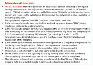 • The EGF Receptors monomer possesses an extracellular domain consisting of two ligand
binding subdomains (L1 and L2) and two cysteine-rich domains (S1 and S2), of which S1
permits EGFR dimerization with a second ErbB receptor. SH1 is the protein tyrosine kinase
domain and resides in the cytoplasmic domain above the six tyrosine residues available for
transphosphorylation.
The cytoplasmic region of the EGFR comprises three distinct domains:
• 1. the juxtamembrane domain, required for feedback by protein kinase C (PKC), down
regulation, epithelial basolateral polarity,
• 2. the noncatalytic carboxy-terminal tail, possessing the six tyrosine trans phosphorylation
sites mandatory for recruitment of adaptor/effector proteins (e.g. Grb2 and phospholipase
C (PLC) respectively) containing SH2 domains (src homology domain 2) or PTB
(phosphotyrosine binding) domains, plus the motifs necessary for internalization and
degradation of the receptor;
• 3. the central tyrosine kinase domain (src homology domain 1 (SH1)) that is responsible for
mediating transphosphorylation of the six carboxyterminal tyrosine residues.
• 4. it has serine threonine domains when phosphorylated it gets downgraded
• This domain is initially inactive, but once ligand binds it will become active.
• ERBB3 further increases the signaling activity by forming dimer with ERBB2 and trans
phosphorylating thus recruiting more second messengers or adapter complexes.
• Also stimulates enhanced and prolonged stimulation of the MAP kinase (ERK) and c-Jun
kinase (c-JNK) that would stimulate mobility, and cell cycle regulators like Mcl-2
Epidermal growth factor cont..
 