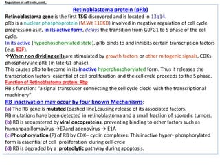 Retinoblastoma protein (pRb)
Retinoblastoma gene is the first TSG discovered and is located in 13q14.
pRb is a nuclear phosphoprotein (M.Wt 110KD) involved in negative regulation of cell cycle
progression as it, in its active form, delays the transition from G0/G1 to S phase of the cell
cycle.
In its active (hypophosphorylated state), pRb binds to and inhibits certain transcription factors
(e.g. E2F).
When non dividing cells are stimulated by growth factors or other mitogenic signals, CDKs
phosphorylate pRb (in late G1 phase).
This causes pRb to become in its inactive hyperphosphorylated form. Thus it releases the
transcription factors essential of cell proliferation and the cell cycle proceeds to the S phase.
Function of Retinoblastoma protein: Rbp
RB´s function: “a signal transducer connecting the cell cycle clock with the transcriptional
machinery”
RB inactivation may occur by four known Mechanisms:
(a) The RB gene is mutated (dashed line),causing release of its associated factors.
RB mutations have been detected in retinoblastoma and a small fraction of sporadic tumors.
(b) RB is sequestered by viral oncoproteins, preventing binding to other factors such as
humanpapillomavirus →E7and adenovirus → E1A
(c)Phosphorylation (P) of RB by CDK– cyclin complexes. This inactive hyper- phosphorylated
form is essential of cell proliferation during cell-cycle
(d) RB is degraded by a proteolytic pathway during apoptosis.
Regulation of cell cycle,,cont..
 