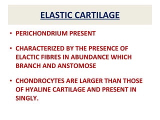 ELASTIC CARTILAGE PERICHONDRIUM PRESENT CHARACTERIZED BY THE PRESENCE OF ELACTIC FIBRES IN ABUNDANCE WHICH BRANCH AND ANSTOMOSE CHONDROCYTES ARE LARGER THAN THOSE OF HYALINE CARTILAGE AND PRESENT IN SINGLY. 