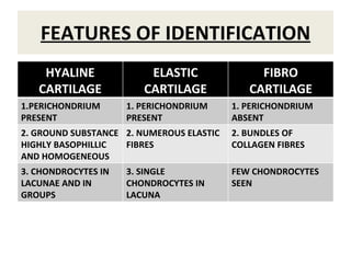 FEATURES OF IDENTIFICATION HYALINE CARTILAGE ELASTIC CARTILAGE FIBRO CARTILAGE 1.PERICHONDRIUM PRESENT 1. PERICHONDRIUM PRESENT 1. PERICHONDRIUM ABSENT 2. GROUND SUBSTANCE HIGHLY BASOPHILLIC AND HOMOGENEOUS 2. NUMEROUS ELASTIC FIBRES 2. BUNDLES OF COLLAGEN FIBRES 3. CHONDROCYTES IN LACUNAE AND IN GROUPS 3. SINGLE CHONDROCYTES IN LACUNA FEW CHONDROCYTES SEEN 