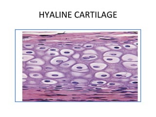 HYALINE CARTILAGE 