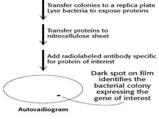 C dna