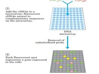 C dna