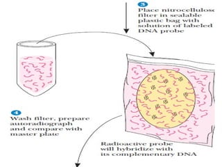 C dna