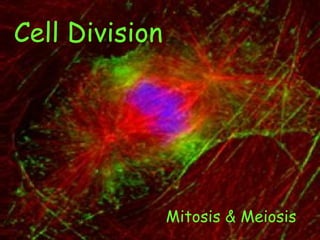 Cell Division Mitosis & Meiosis 