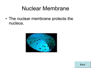 Nuclear Membrane The nuclear membrane protects the nucleus. Back 