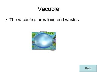 Vacuole The vacuole stores food and wastes. Back 