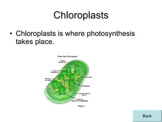 Chloroplasts Chloroplasts is where photosynthesis takes place. Back 