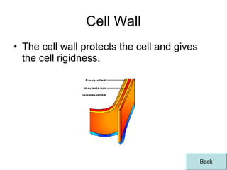 Cell Wall The cell wall protects the cell and gives the cell rigidness.  Back 