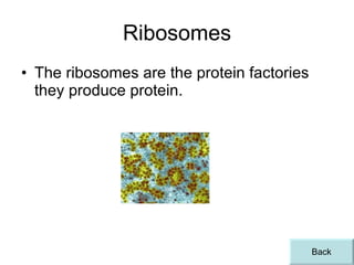 Ribosomes The ribosomes are the protein factories they produce protein. Back 