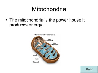 Mitochondria The mitochondria is the power house it produces energy. Back 