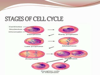 STAGES OF CELL CYCLE
 