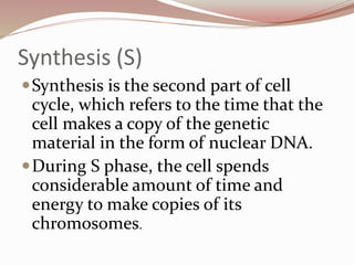 Synthesis (S)
Synthesis is the second part of cell
cycle, which refers to the time that the
cell makes a copy of the genetic
material in the form of nuclear DNA.
During S phase, the cell spends
considerable amount of time and
energy to make copies of its
chromosomes.
 