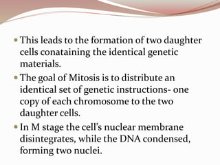  This leads to the formation of two daughter
cells conataining the identical genetic
materials.
 The goal of Mitosis is to distribute an
identical set of genetic instructions- one
copy of each chromosome to the two
daughter cells.
 In M stage the cell’s nuclear membrane
disintegrates, while the DNA condensed,
forming two nuclei.
 