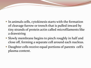  In animals cells, cytokinesis starts with the formation
of cleavage furrow or trench that is pulled inward by
tiny strands of protein actin called microfilaments like
a drawstring
 Slowly membrane begins to pinch roughly in half and
close off, forming a separate cell around each nucleus.
 Daughter cells receive equal portions of parents cell’s
plasma content.
 