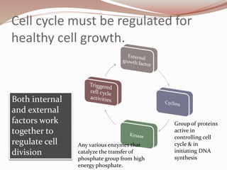 Cell cycle must be regulated for
healthy cell growth.
Both internal
and external
factors work
together to
regulate cell
division
Group of proteins
active in
controlling cell
cycle & in
initiating DNA
synthesis
Any various enzymes that
catalyze the transfer of
phosphate group from high
energy phosphate.
 