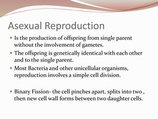 Asexual Reproduction
 Is the production of offspring from single parent
without the involvement of gametes.
 The offspring is genetically identical with each other
and to the single parent.
 Most Bacteria and other unicellular organisms,
reproduction involves a simple cell division.
 Binary Fission- the cell pinches apart, splits into two ,
then new cell wall forms between two daughter cells.
 