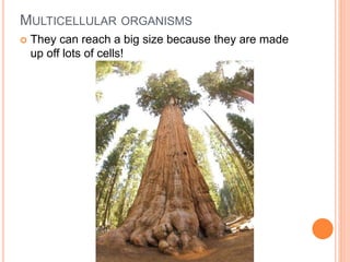 MULTICELLULAR ORGANISMS
 They can reach a big size because they are made
up off lots of cells!
 