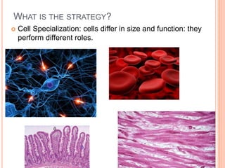 WHAT IS THE STRATEGY?
 Cell Specialization: cells differ in size and function: they
perform different roles.
 