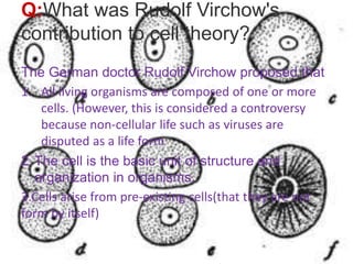 Q:What was Rudolf Virchow's
contribution to cell theory?
The German doctor Rudolf Virchow proposed that
1. All living organisms are composed of one or more
cells. (However, this is considered a controversy
because non-cellular life such as viruses are
disputed as a life form
2.The cell is the basic unit of structure and
organization in organisms.
3.Cells arise from pre-existing cells(that they are not
form by itself)
 