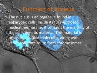 Function of nucleus
• The nucleus is an organelle found in
eukaryotic cells. Inside its fully-enclosed
nuclear membrane, it contains the majority of
the cell's genetic material. This material is
organized as DNA molecules, along with a
variety of proteins, to form chromosomes
 