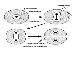 Cell theory