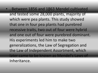 .• . Between 1856 and 1863 Mendel cultivated
and tested some 28,000 plants, majority of
which were pea plants. This study showed
that one in four pea plants had purebred
recessive traits, two out of four were hybrid
and one out of four were purebred dominant.
His experiments led him to make two
generalizations, the Law of Segregation and
the Law of Independent Assortment, which
later came to be known as Mendel's Laws of
Inheritance.
 