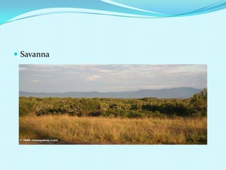 Savanna