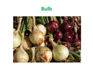 Bulb
 