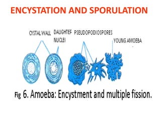 ENCYSTATION AND SPORULATION
 