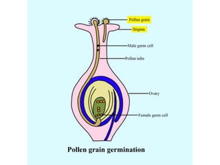 Reproduction in organisms